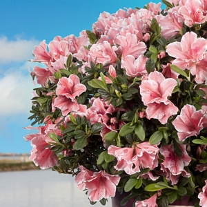 Azalea Encore Sunburst Pink Orange